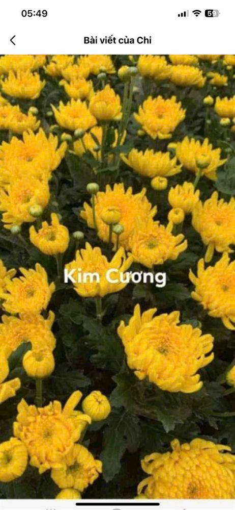Cúc Kim Cương