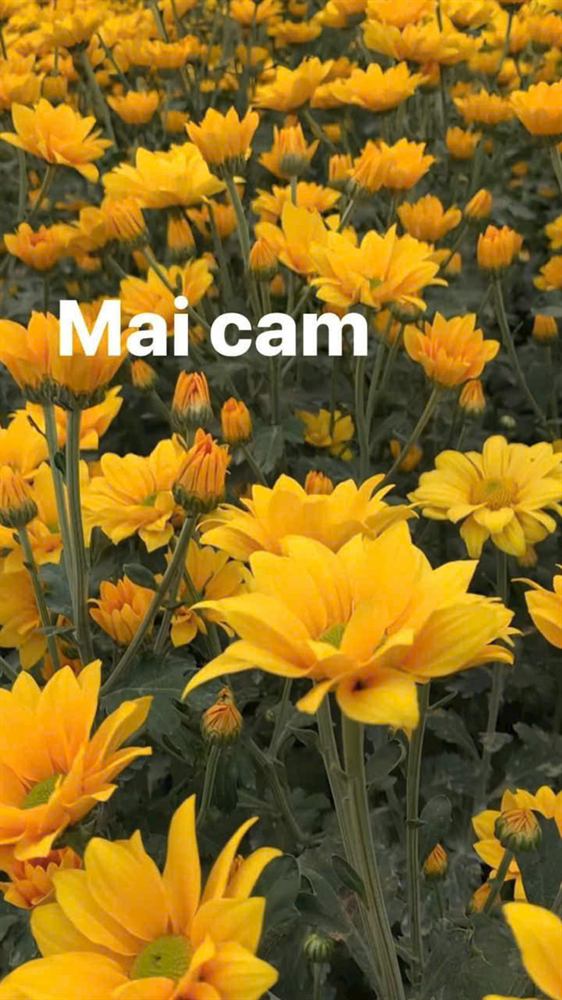 Cúc Mai Cam
