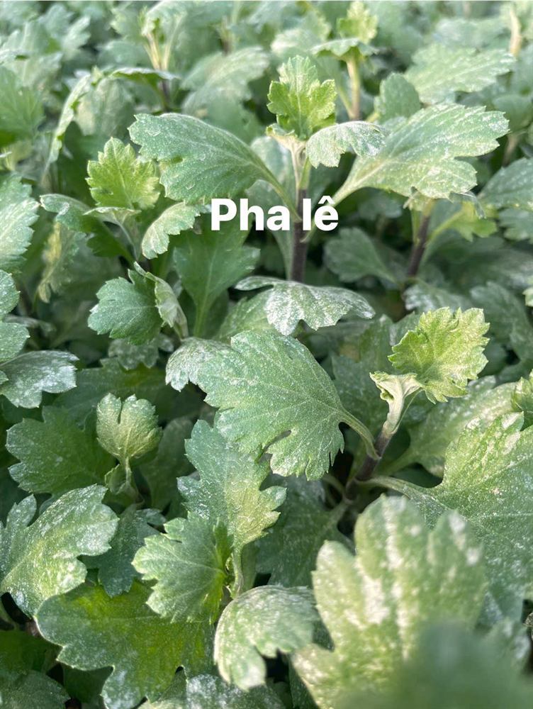 Cây giống cúc Pha Lê