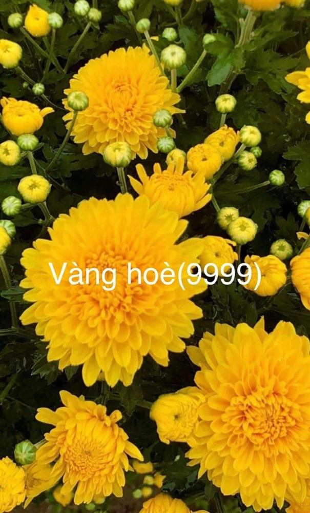 Giống Cúc Vàng Hòe 9999